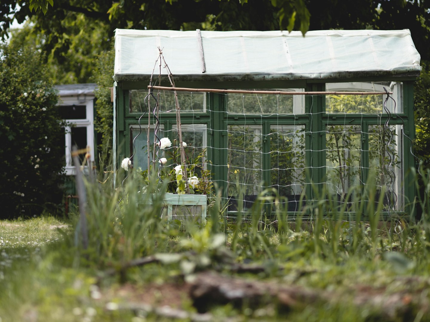 green watering can in green house